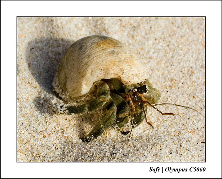 2006 - 07 - Phuket - Patong beach animal 01